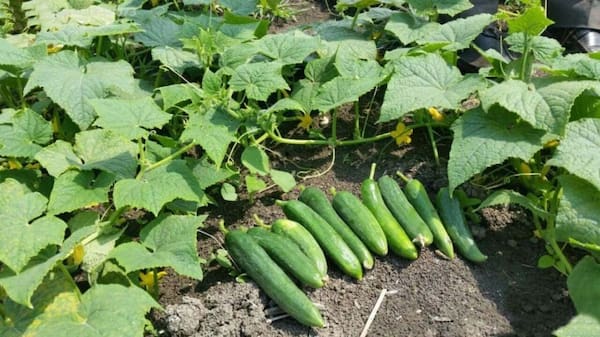 تصویر 1 از خرید خیار سبز درختی + قیمت فروش استثنایی